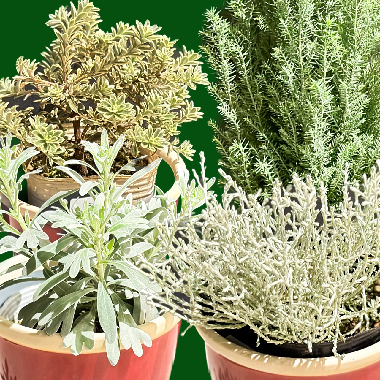 春夏新作 植物】新品種入荷‼冬を彩るシルバーリーフ｜ジョージズ その他観葉植物
