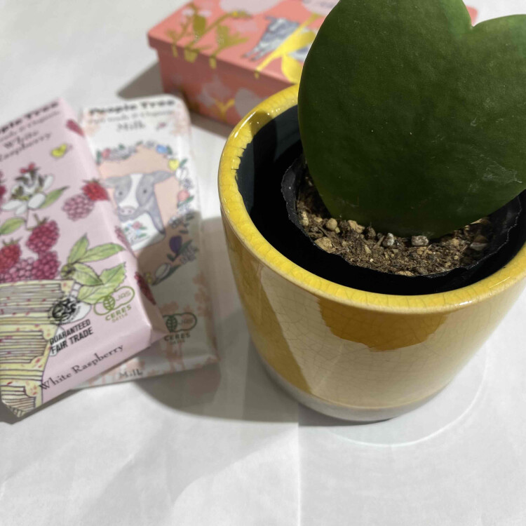 贈り物にオススメの植物たちはいかがでしょうか！
