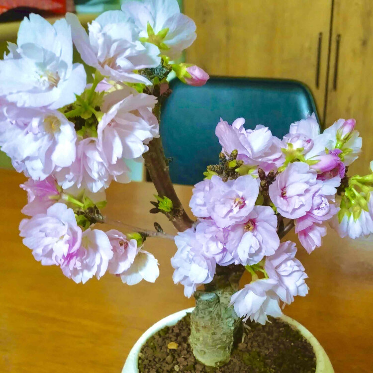 桜盆栽入荷しました！【数量限定】