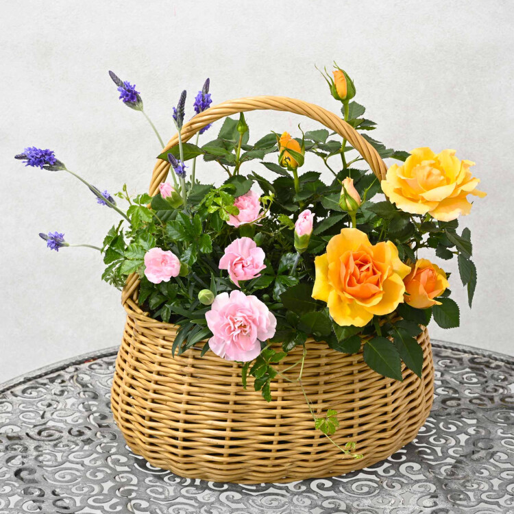 母の日♡鉢物カタログギフト